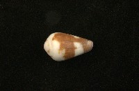藏品(鼠芋螺)的圖片